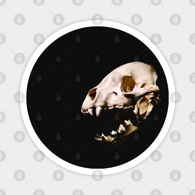 predator skull / Swiss Artwork Photography Magnet by RaphaelWolf